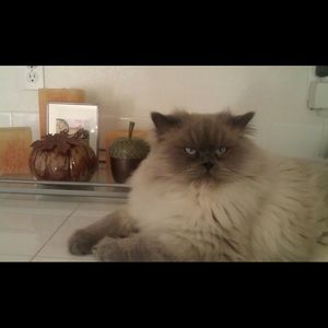 Meet your Posher, Monie